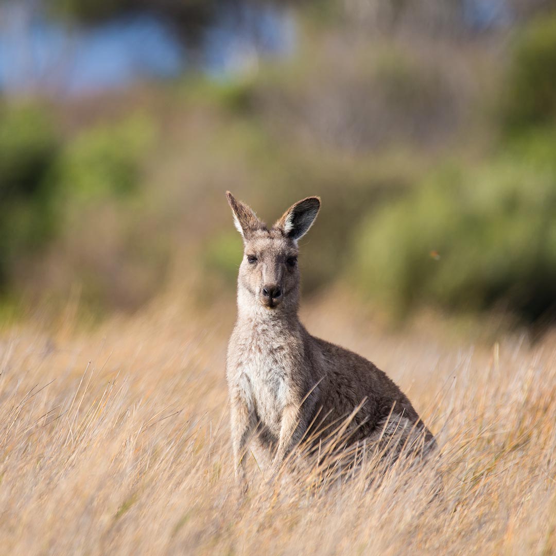 everland-queensland-about-us-roo-kangarooo-image-1080-x-1080-aflw