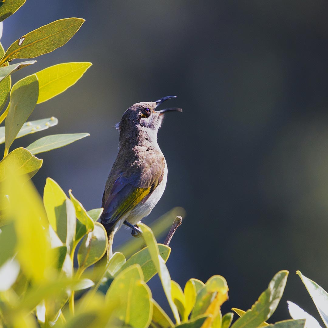 everland-queensland-lastest-news-blog-bird-image-1080-x-1080-aflw